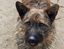 BURSUC, Hund, Mischlingshund in Rumänien - Bild 1