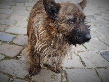 BURSUC, Hund, Mischlingshund in Rumänien - Bild 11