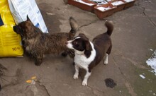 BURSUC, Hund, Mischlingshund in Rumänien - Bild 14