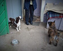 BURSUC, Hund, Mischlingshund in Rumänien - Bild 15