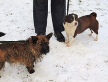 BURSUC, Hund, Mischlingshund in Rumänien - Bild 16
