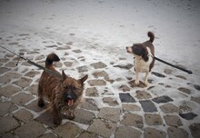 BURSUC, Hund, Mischlingshund in Rumänien - Bild 17