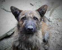 BURSUC, Hund, Mischlingshund in Rumänien - Bild 2