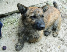 BURSUC, Hund, Mischlingshund in Rumänien - Bild 3