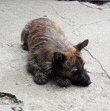 BURSUC, Hund, Mischlingshund in Rumänien - Bild 4