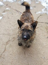 BURSUC, Hund, Mischlingshund in Rumänien - Bild 6