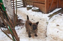 BURSUC, Hund, Mischlingshund in Rumänien - Bild 7
