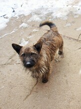 BURSUC, Hund, Mischlingshund in Rumänien - Bild 8