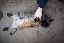 BURSUC, Hund, Mischlingshund in Rumänien - Bild 9