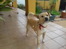 NELSON, Hund, Mischlingshund in Spanien - Bild 13