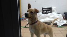 NELSON, Hund, Mischlingshund in Spanien - Bild 14