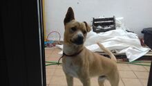 NELSON, Hund, Mischlingshund in Spanien - Bild 15