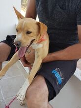 NELSON, Hund, Mischlingshund in Spanien - Bild 3