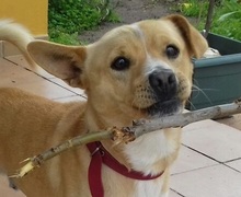 NELSON, Hund, Mischlingshund in Spanien - Bild 4