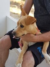 NELSON, Hund, Mischlingshund in Spanien - Bild 5