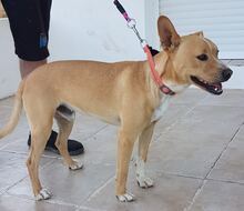NELSON, Hund, Mischlingshund in Spanien - Bild 7