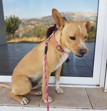 NELSON, Hund, Mischlingshund in Spanien - Bild 8