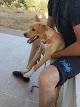 NELSON, Hund, Mischlingshund in Spanien - Bild 9