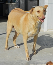 RAMONA, Hund, Mischlingshund in Spanien - Bild 1