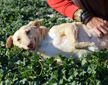 RAMONA, Hund, Mischlingshund in Spanien - Bild 10