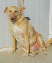 RAMONA, Hund, Mischlingshund in Spanien - Bild 3