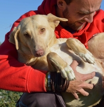 RAMONA, Hund, Mischlingshund in Spanien - Bild 7
