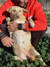 RAMONA, Hund, Mischlingshund in Spanien - Bild 8