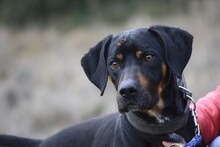 BARLEY, Hund, Mischlingshund in Spanien - Bild 1