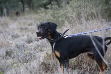 BARLEY, Hund, Mischlingshund in Spanien - Bild 2