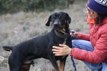 BARLEY, Hund, Mischlingshund in Spanien - Bild 4
