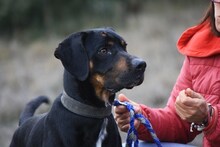 BARLEY, Hund, Mischlingshund in Spanien - Bild 5