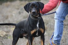 BARLEY, Hund, Mischlingshund in Spanien - Bild 7