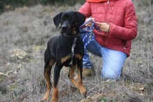 BARLEY, Hund, Mischlingshund in Spanien - Bild 8