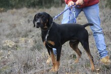 BARLEY, Hund, Mischlingshund in Spanien - Bild 9