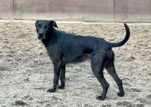 NELLY, Hund, Mischlingshund in Köln - Bild 1