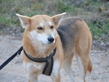 SARAH, Hund, Mischlingshund in Ingolstadt - Bild 1