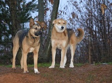 SARAH, Hund, Mischlingshund in Ingolstadt - Bild 4