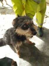 PERRY, Hund, Mischlingshund in Spanien - Bild 1