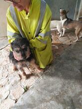 PERRY, Hund, Mischlingshund in Spanien - Bild 2