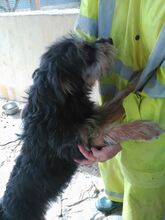 PERRY, Hund, Mischlingshund in Spanien - Bild 3