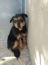 PERRY, Hund, Mischlingshund in Spanien - Bild 4