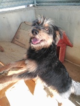 PERRY, Hund, Mischlingshund in Spanien - Bild 5