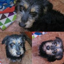 PERRY, Hund, Mischlingshund in Spanien - Bild 6
