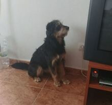 PERRY, Hund, Mischlingshund in Spanien - Bild 7