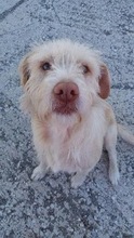AZIRA, Hund, Mischlingshund in Spanien - Bild 2
