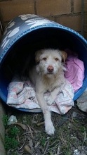 AZIRA, Hund, Mischlingshund in Spanien - Bild 4