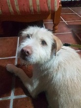 AZIRA, Hund, Mischlingshund in Spanien - Bild 6