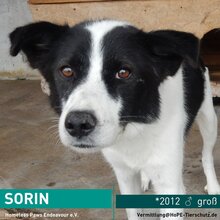 SORIN, Hund, Mischlingshund in Rumänien - Bild 1