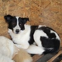 SORIN, Hund, Mischlingshund in Rumänien - Bild 10
