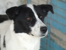 SORIN, Hund, Mischlingshund in Rumänien - Bild 2